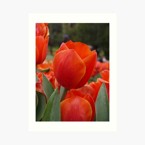 orange delight Art Print