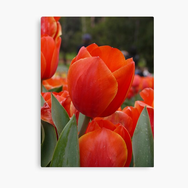 orange delight Canvas Print