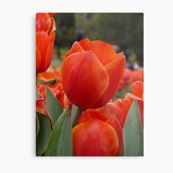 orange delight Metal Print