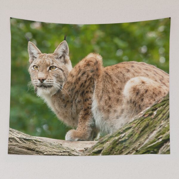 Item preview, Lynx designed and sold by Dominika Aniola.