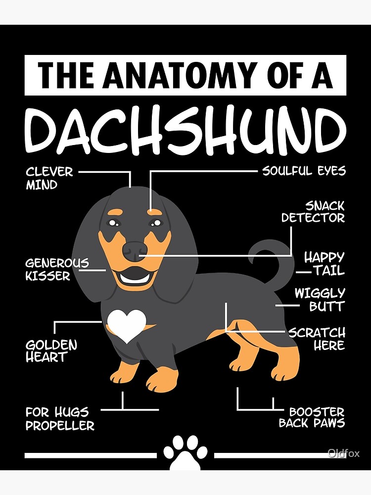 "The Anatomy of A Dachshund" Poster for Sale by Oldfox Redbubble