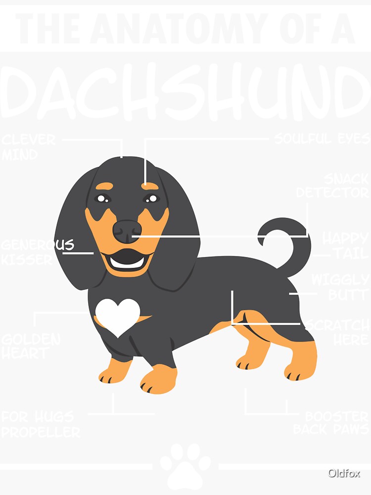 "The Anatomy of A Dachshund" Sticker for Sale by Oldfox Redbubble