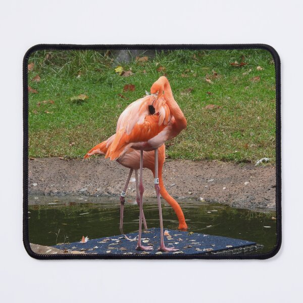 Item preview, pink flamingo designed and sold by Maddshopp.