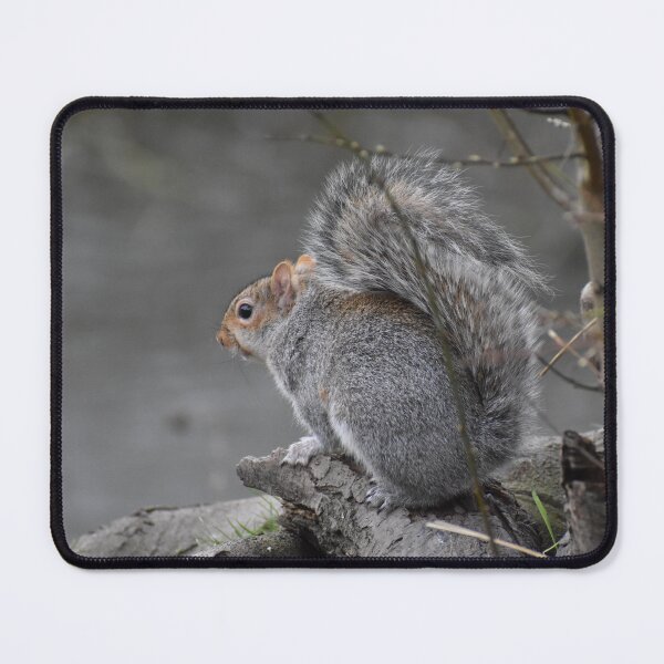Item preview, Grey Squirrel  designed and sold by SaraTomlinson55.