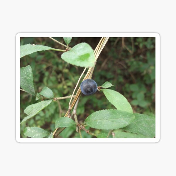 Ensor Pool Nuneaton Sloe Berry Black Thorn Sticker