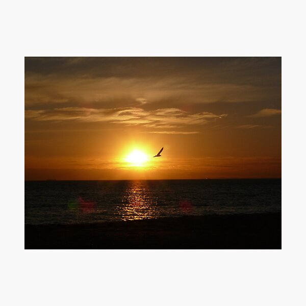 Soar Photographic Print