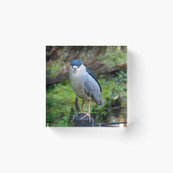 Item preview, Black Crowned Night Heron 277 designed and sold by Strawflower Oasis.