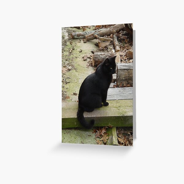 Black Cat Greeting Card