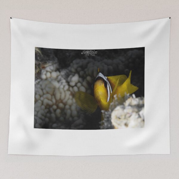 Item preview, Nemo clown fish from the Red Sea designed and sold by SalvaDiLauroUWP.