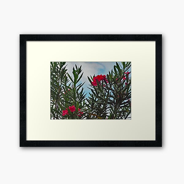 Roter Oleander Gerahmter Kunstdruck