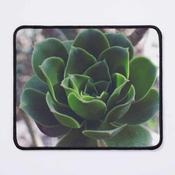 Item preview, Tree Houseleek Fleshy Leaves Succulent  designed and sold by CarolinaReina.