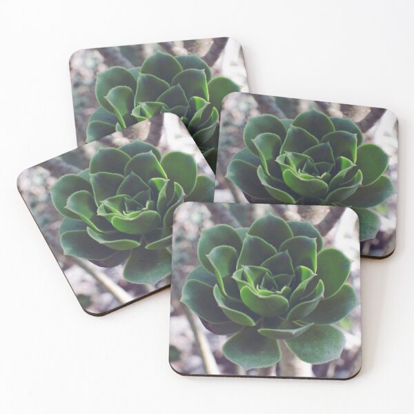 Item preview, Tree Houseleek Fleshy Leaves Succulent  designed and sold by CarolinaReina.