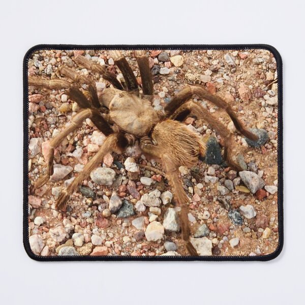 Item preview, Tarantula Photograph designed and sold by Willyboy16.