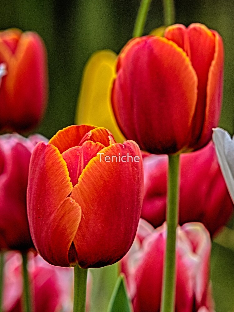 Tulips by Teniche