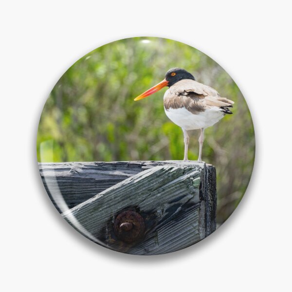 Item preview, Long Billed American Oystercatcher designed and sold by ShorelineImages.