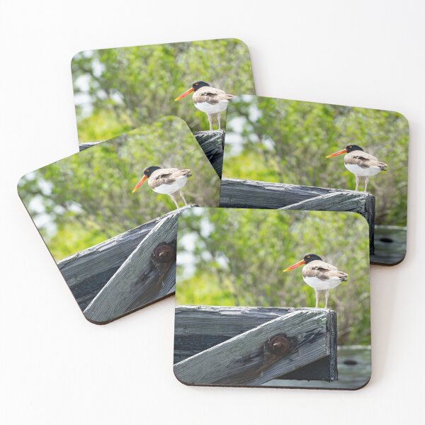 Item preview, Long Billed American Oystercatcher designed and sold by ShorelineImages.
