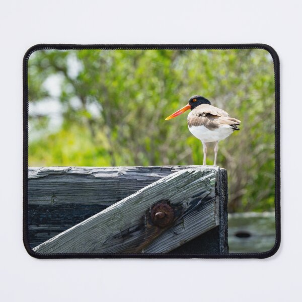 Item preview, Long Billed American Oystercatcher designed and sold by ShorelineImages.