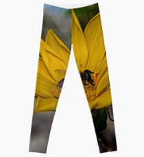 Yellow flower and bee - springtime Leggings