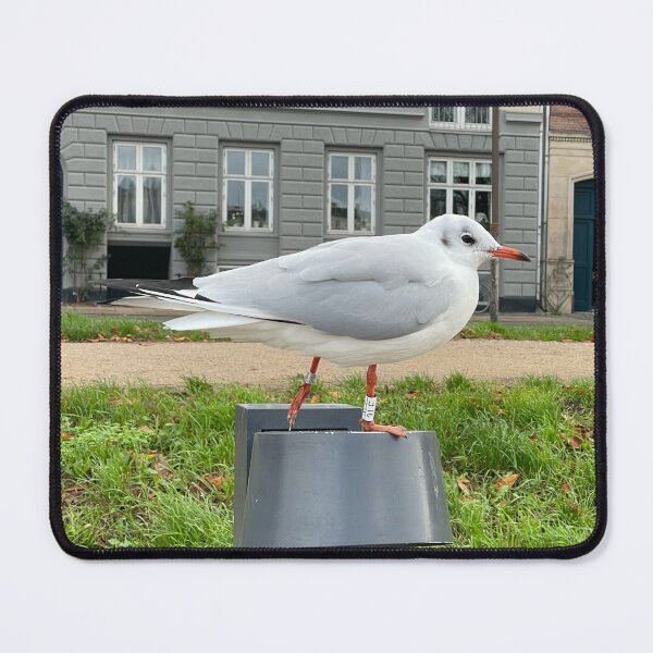 Item preview, Hooded Gull • The Lakes, Copenhagen 2022 designed and sold by Mortinus.