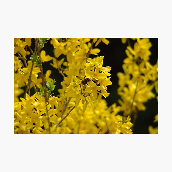 Forsythia - Pollen Time Photographic Print