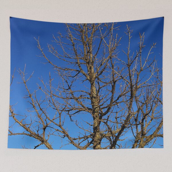 Item preview, Bur Oak, Quercus macrocarpa, Wisconsin tree, prairie, savanna designed and sold by rvjames.