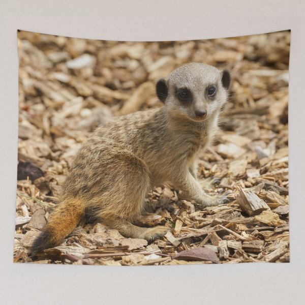 Item preview, Baby Meerkat designed and sold by rawshutterbug.