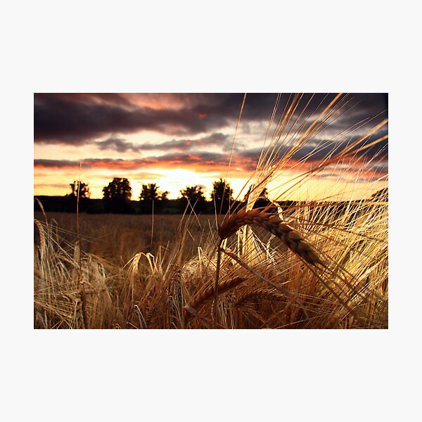 Bruiach barley fire Photographic Print