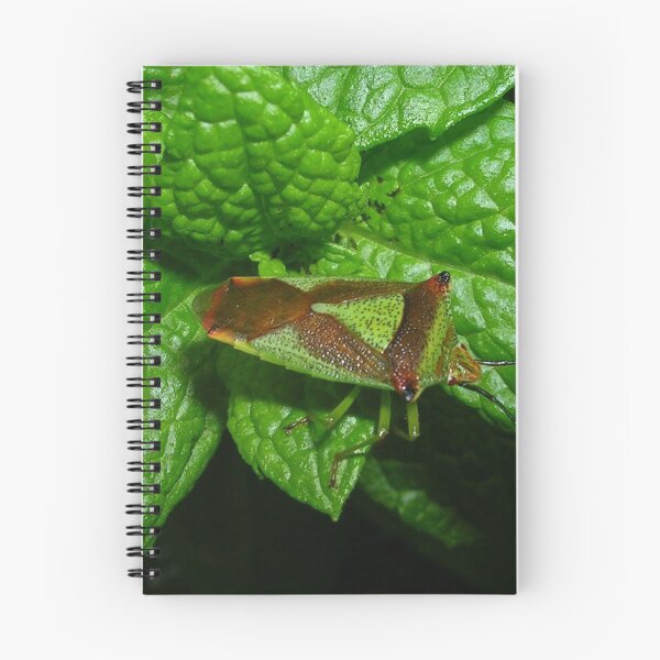 Item preview, Birch Shield Bug (Elasmostethus interstinctus) designed and sold by lezvee.