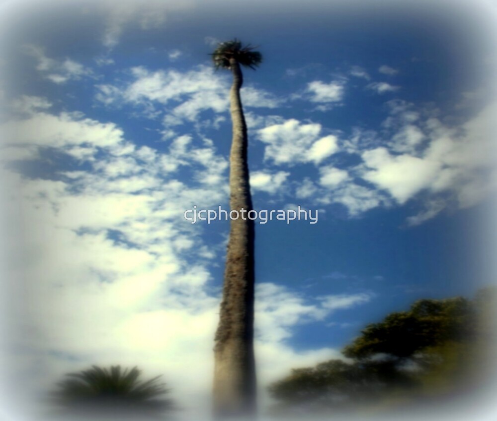 "Washington Palm Tree " by cjcphotography Redbubble