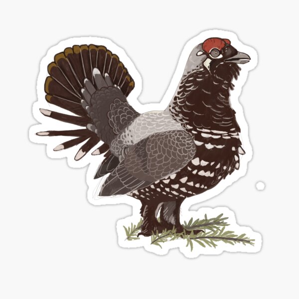 Spruce Grouse Sticker