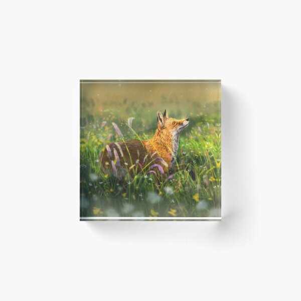 Item preview, Sierra Nevada Red Fox designed and sold by alandodrawing.