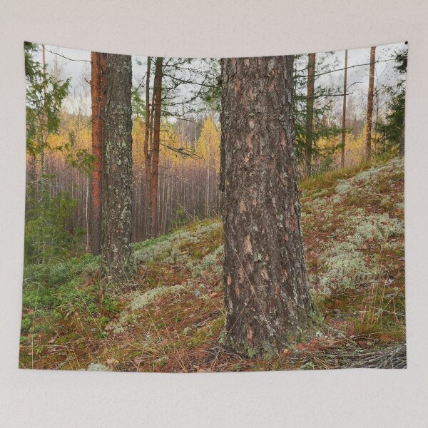 Item preview, The north side. Pine forest designed and sold by Jouko Lehto Photography.