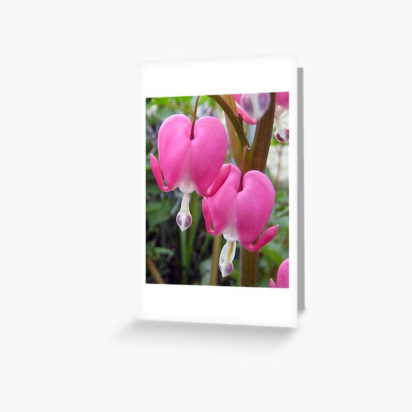 Bleeding Hearts Greeting Card