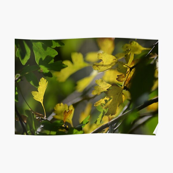 Autumn Poster