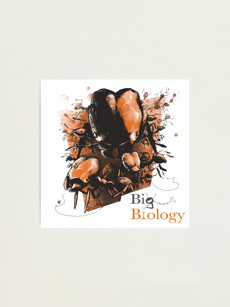 Thumbnail 1 of 3, Photographic Print, Super soldier ants designed and sold by BigBiology.