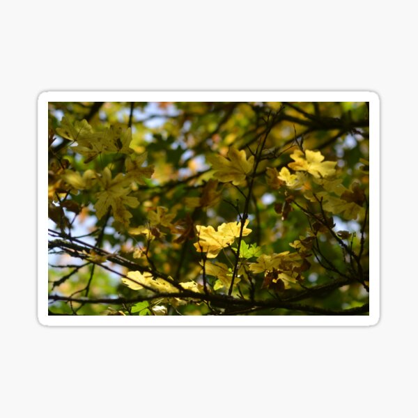 Autumn Stickers Sticker
