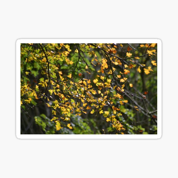 Autumn Stickers Sticker