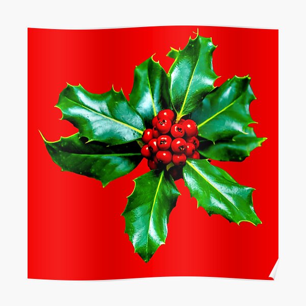 Christmas Holly Berries Poster