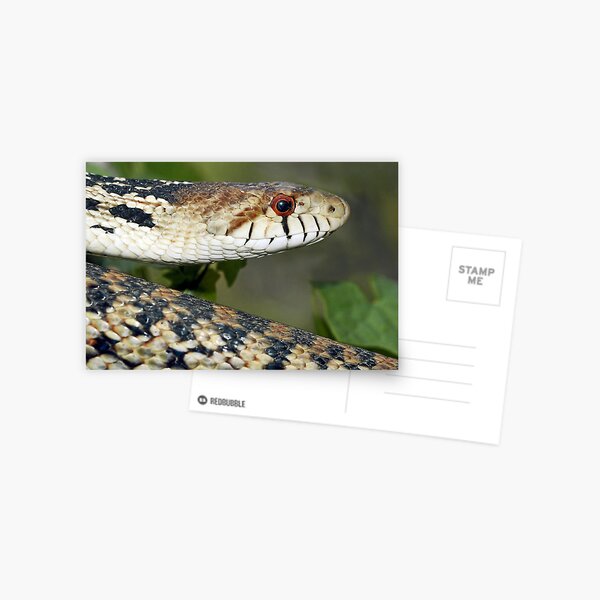 Gophersnake in Santa Barbara County Southern California Postcard