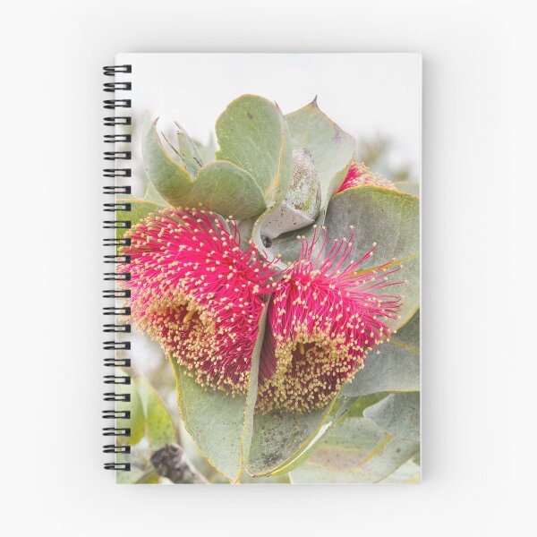 Item preview, Eucalyptus rhodanthe designed and sold by Jennie  Stock.