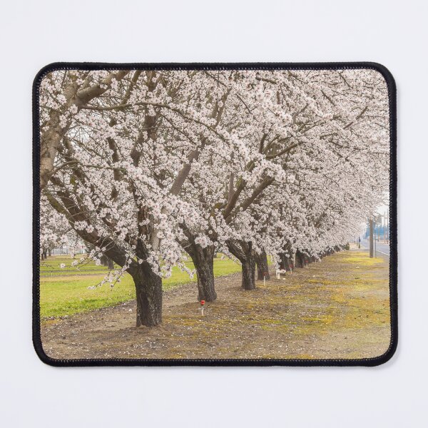 Item preview, Blooming Almonds designed and sold by jvnimages.