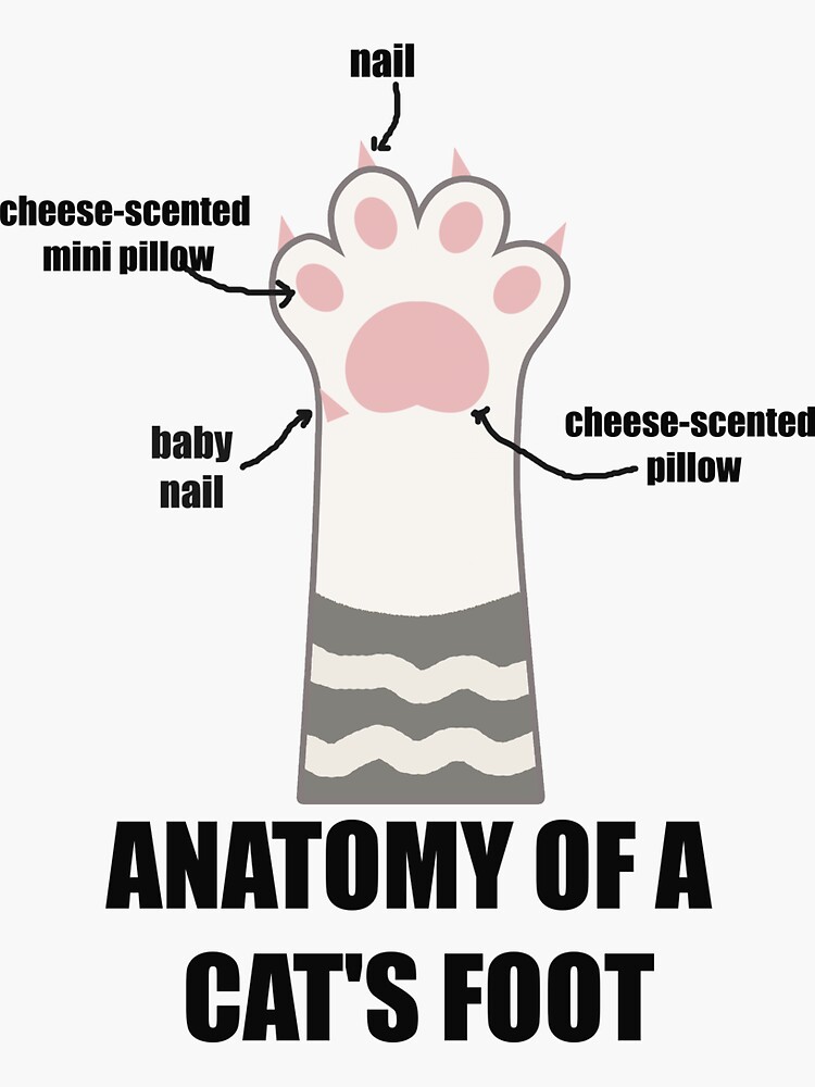 "ANATOMY OF A CAT'S FOOT" Sticker for Sale by EdgarStudio Redbubble