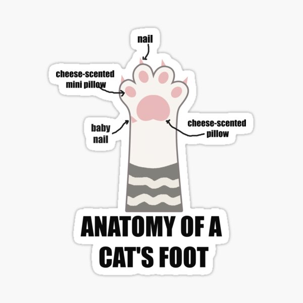 "ANATOMY OF A CAT'S FOOT" Sticker for Sale by EdgarStudio Redbubble