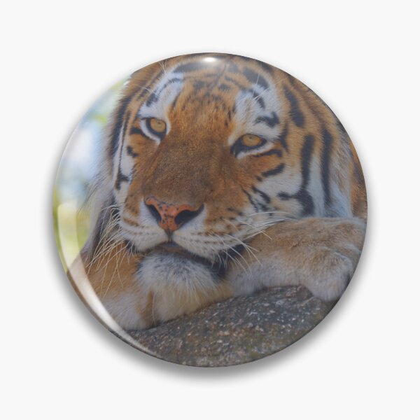 Item preview, Tiger relaxing on a stone designed and sold by Willbadmanphoto.
