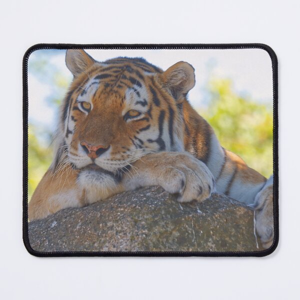 Item preview, Tiger relaxing on a stone designed and sold by Willbadmanphoto.