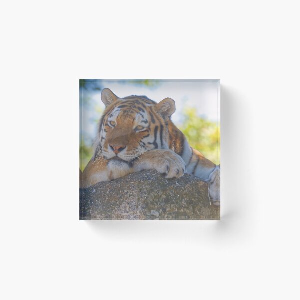 Item preview, Tiger relaxing on a stone designed and sold by Willbadmanphoto.