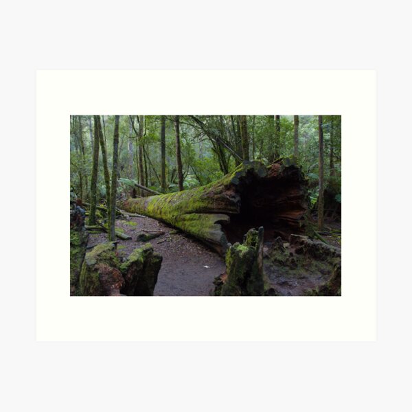 Item preview, Fallen Tree, Mt Field National Park designed and sold by Rambo.