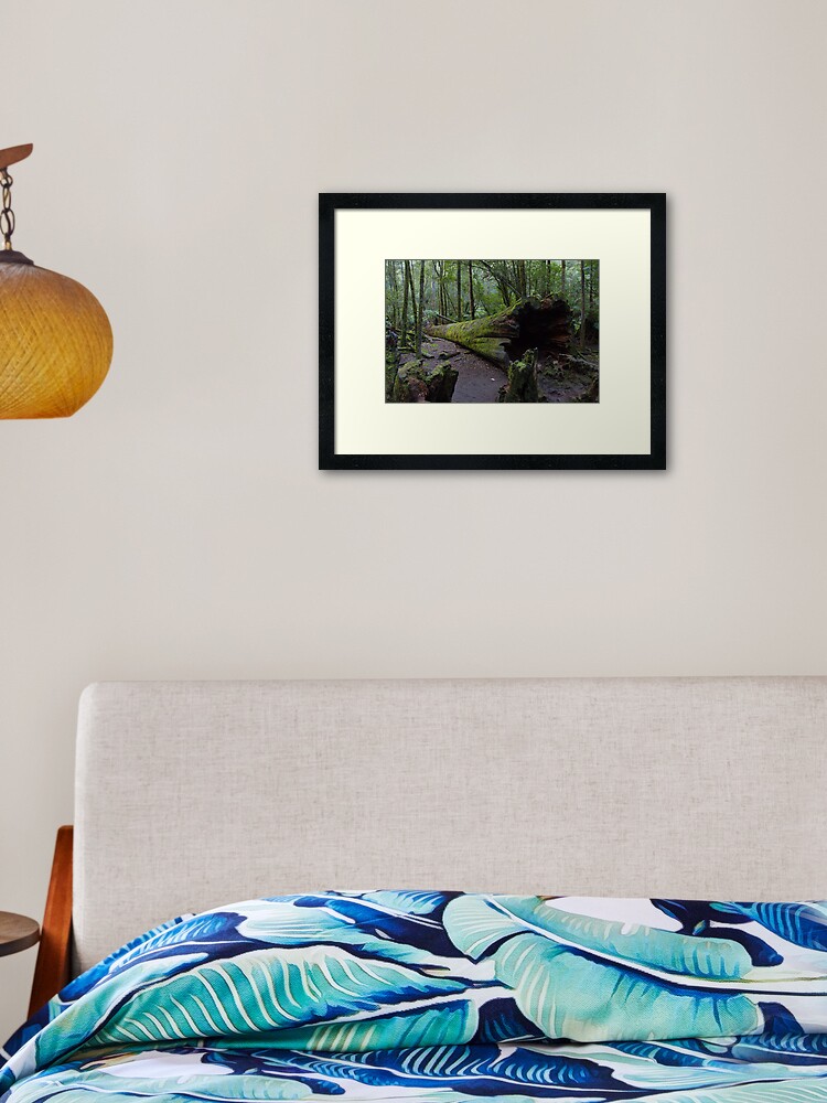 Thumbnail 2 of 7, Framed Art Print, Fallen Tree, Mt Field National Park designed and sold by Rambo.
