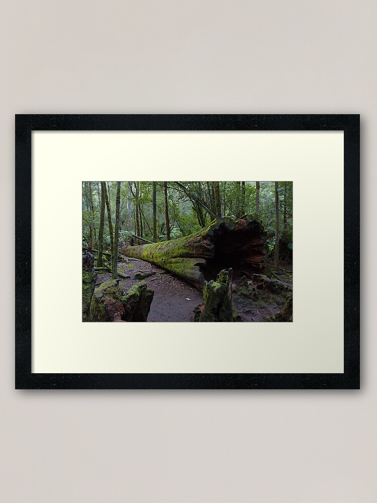 Thumbnail 1 of 7, Framed Art Print, Fallen Tree, Mt Field National Park designed and sold by Rambo.