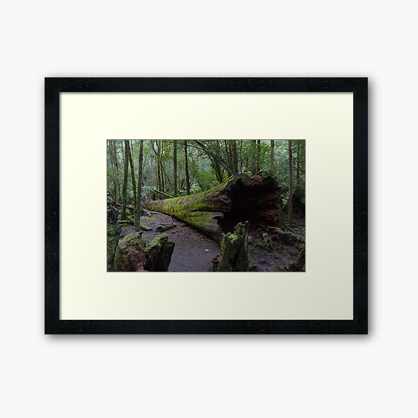Item preview, Fallen Tree, Mt Field National Park designed and sold by Rambo.